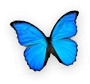 Papillon House