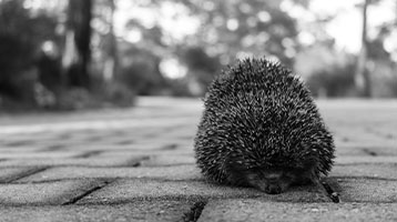 Level 5 School Leaders And Hedgehogs